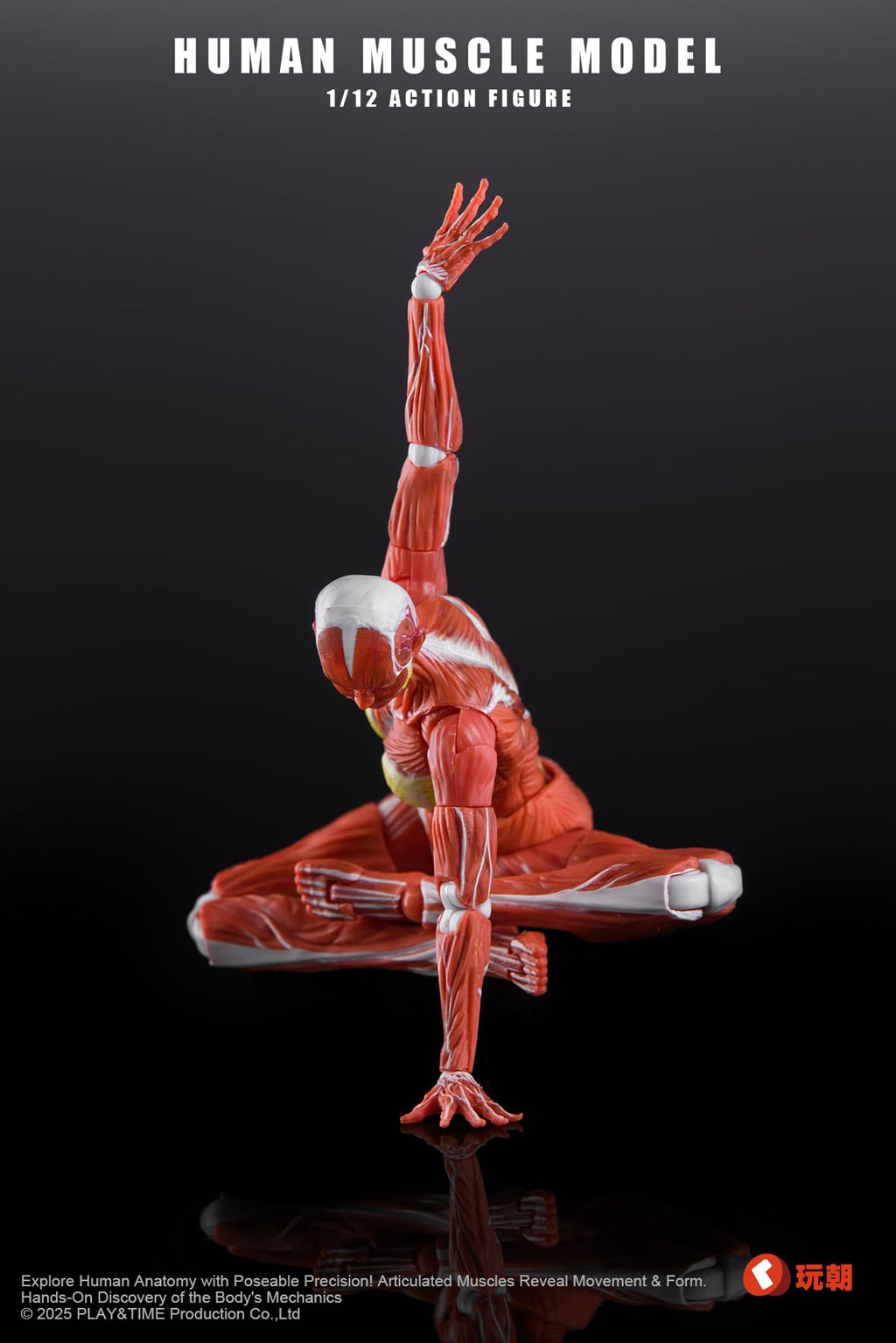Human Muscle Model 1/12 Scale Action Figure Gallery Image 10