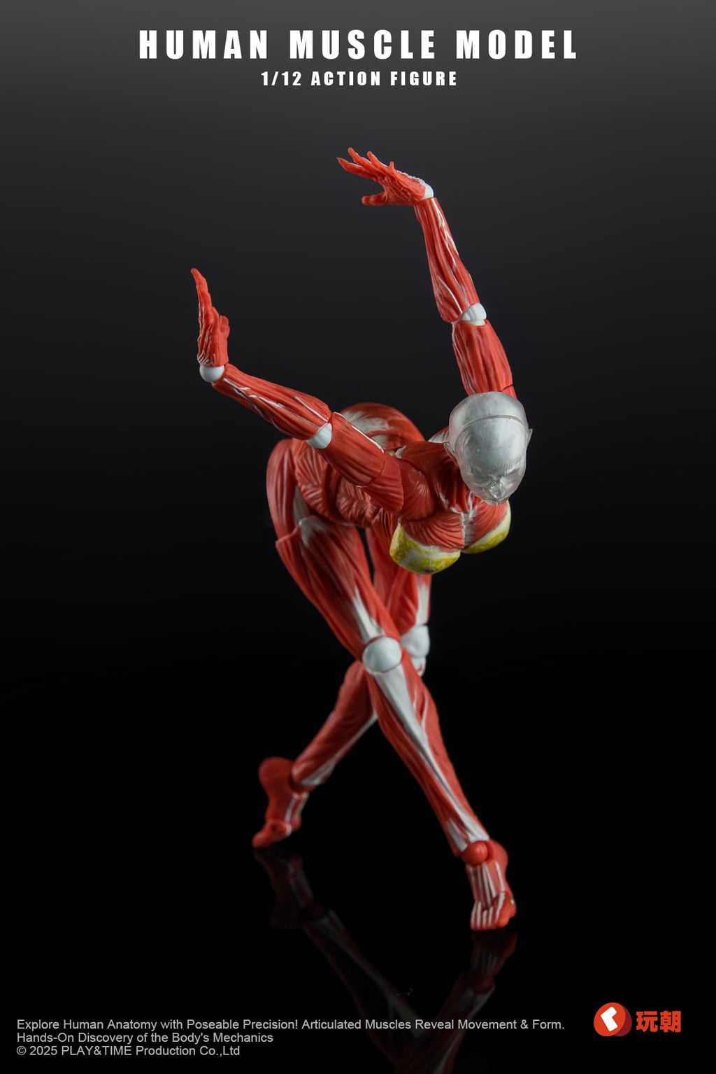 Human Muscle Model 1/12 Scale Action Figure Gallery Image 5
