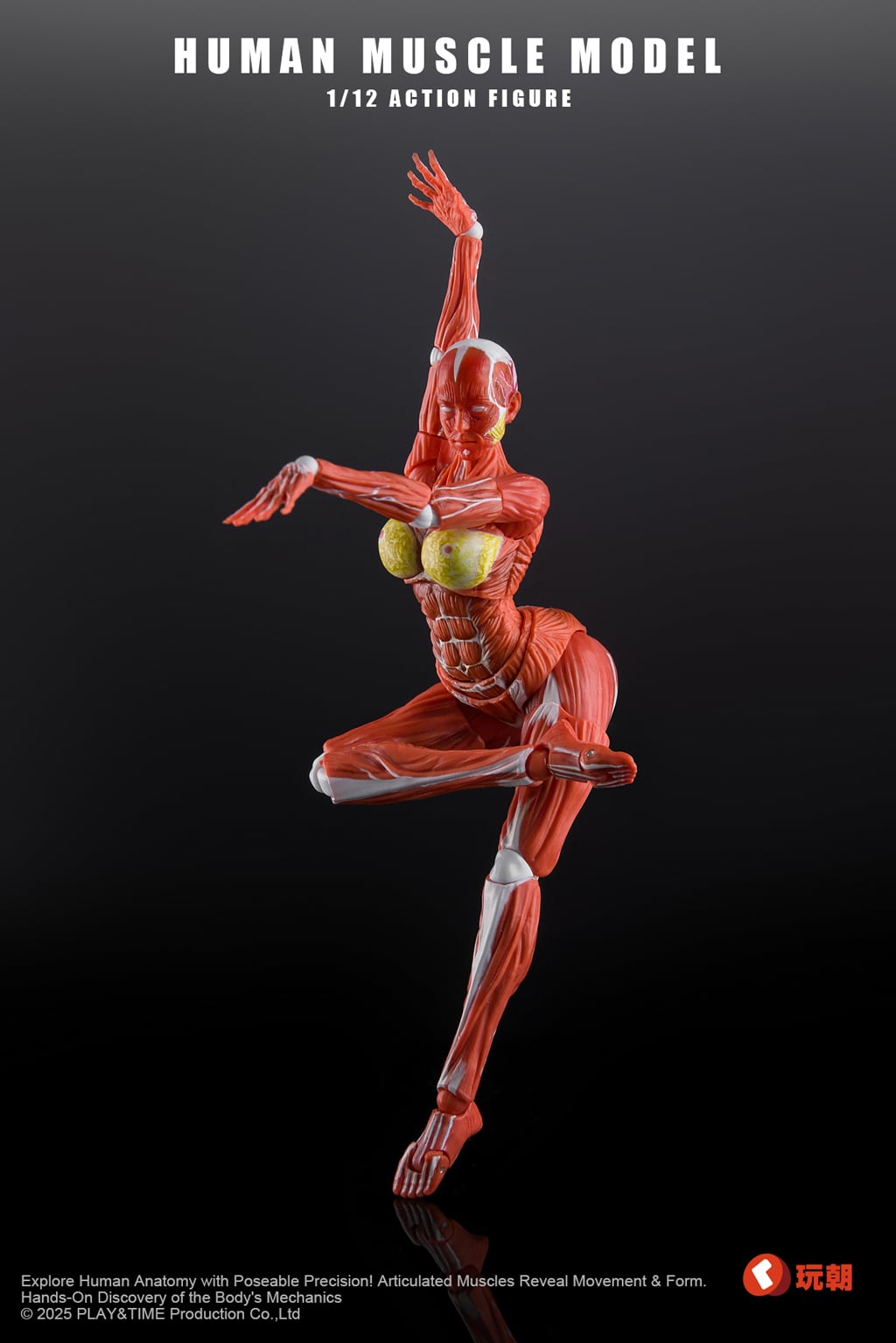 Human Muscle Model 1/12 Scale Action Figure Gallery Image 3