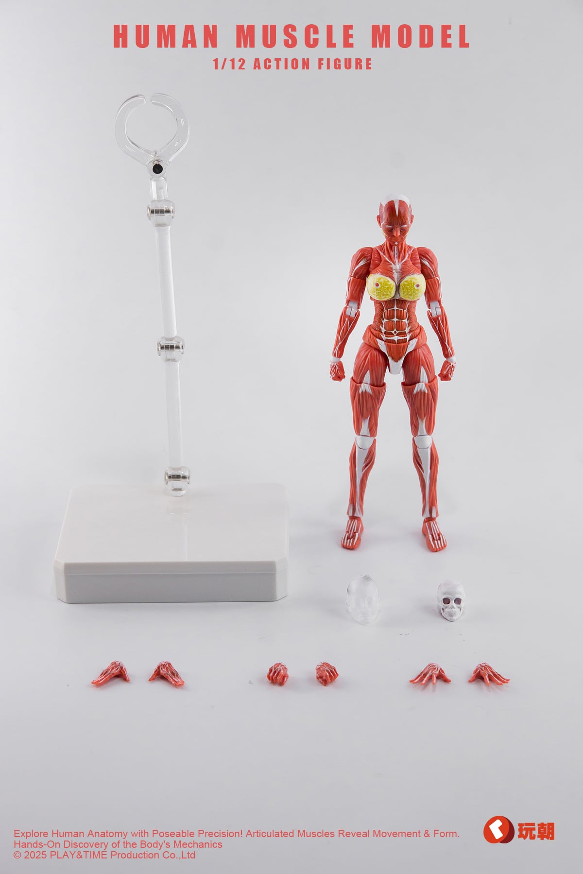 Human Muscle Model 1/12 Scale Action Figure Gallery Image 12