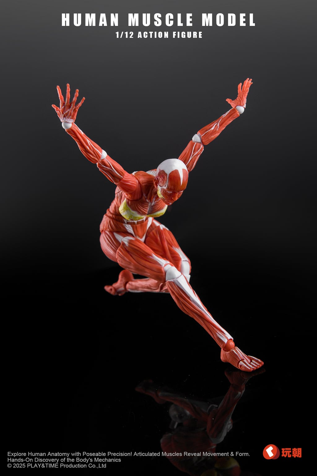 Human Muscle Model 1/12 Scale Action Figure Gallery Image 4