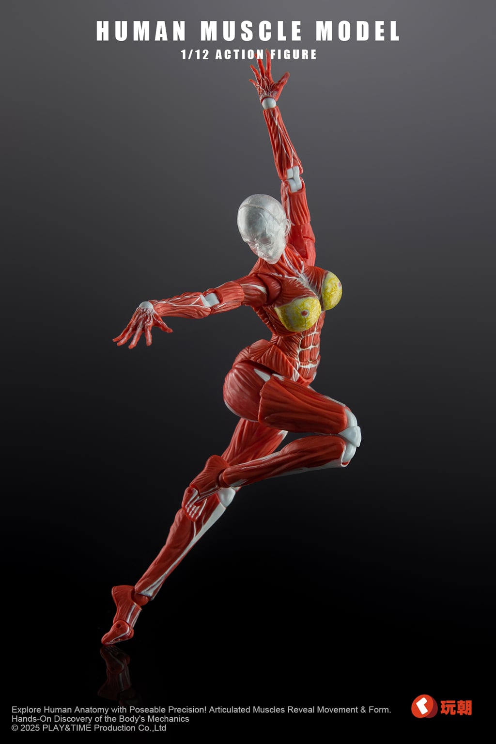 Human Muscle Model 1/12 Scale Action Figure Gallery Image 7