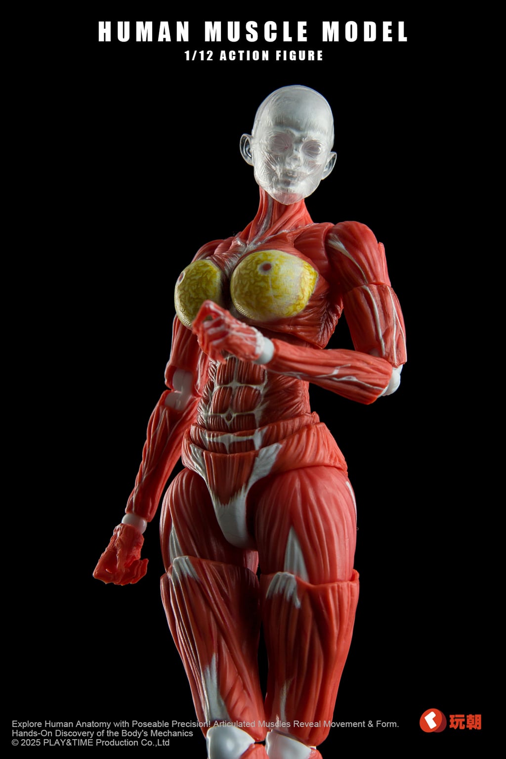 Human Muscle Model 1/12 Scale Action Figure Gallery Image 8