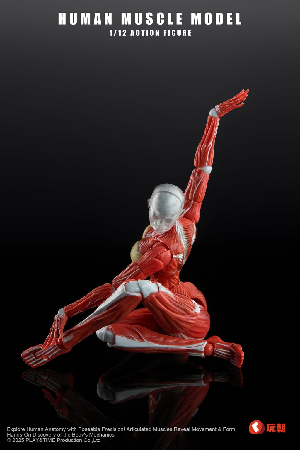 Human Muscle Model 1/12 Scale Action Figure Gallery Image 9
