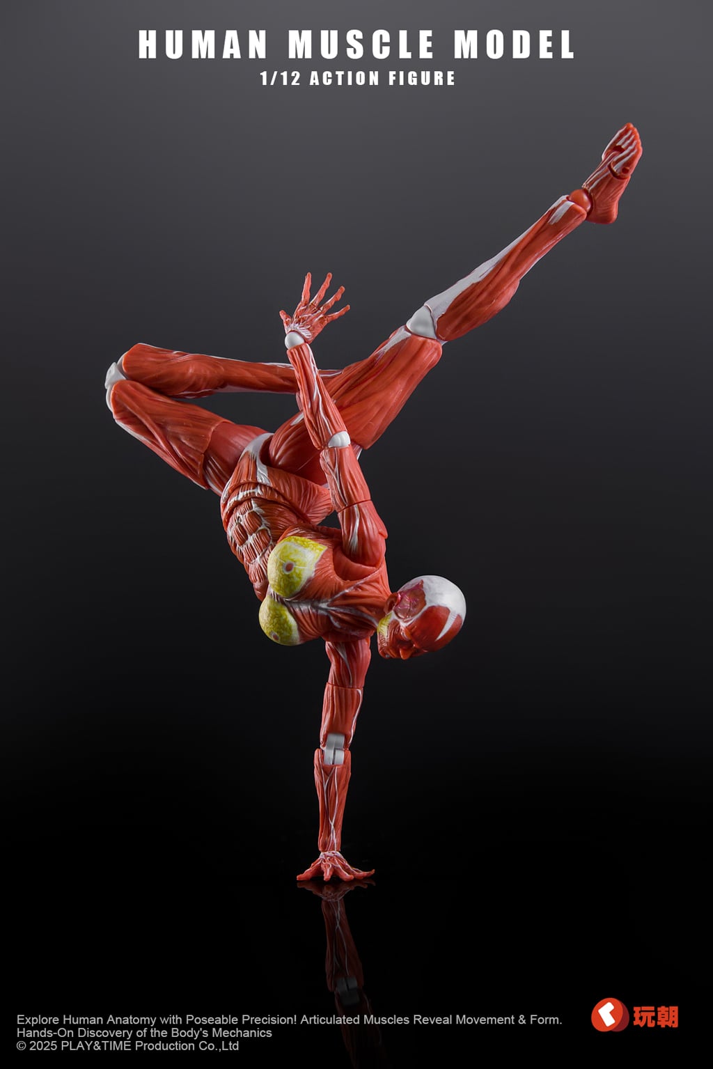 Human Muscle Model 1/12 Scale Action Figure Gallery Image 11