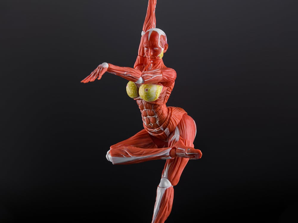 Human Muscle Model 1/12 Scale Action Figure Gallery Image 1