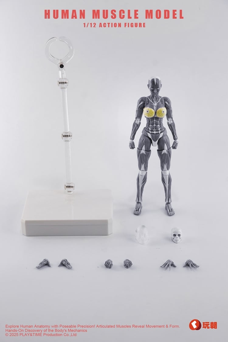 Human Muscle Model (Grey) 1/12 Scale Action Figure Gallery Image 5