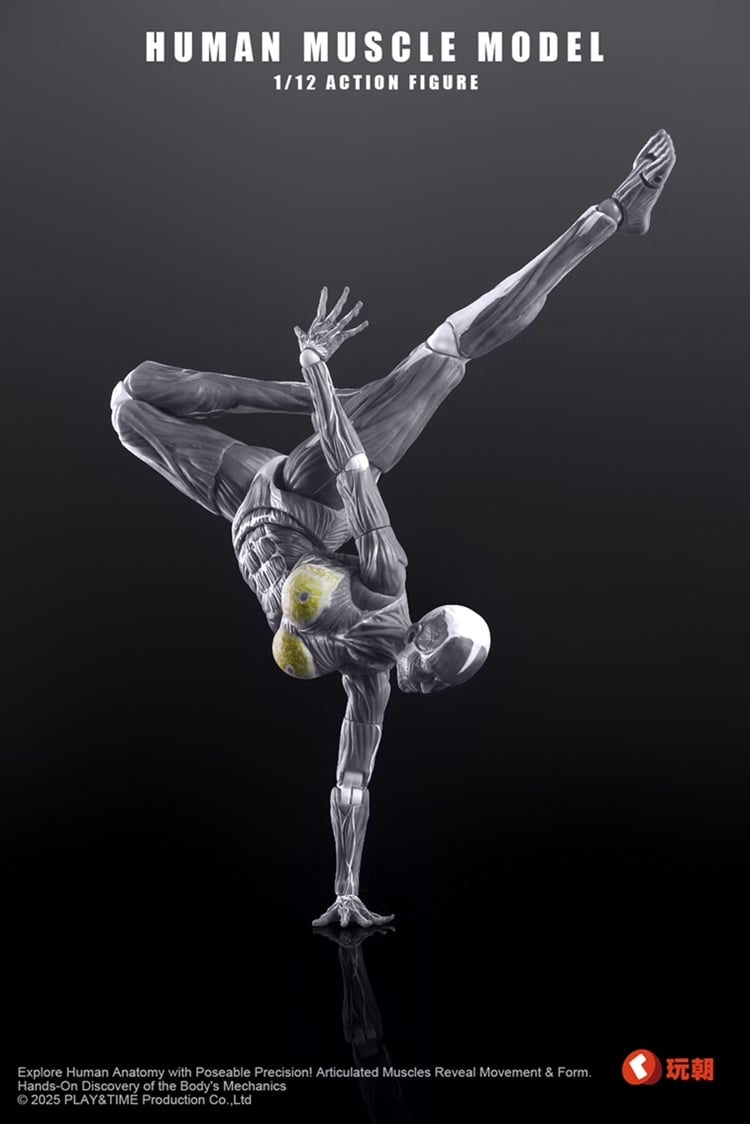 Human Muscle Model (Grey) 1/12 Scale Action Figure Gallery Image 4