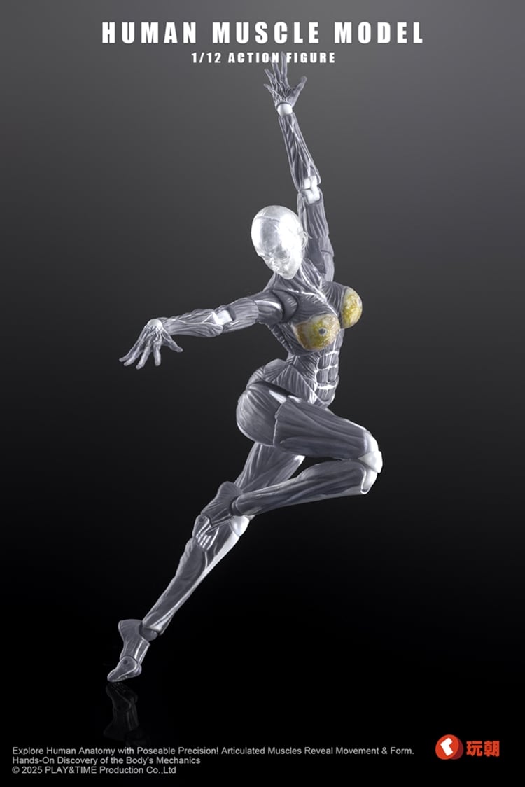 Human Muscle Model (Grey) 1/12 Scale Action Figure Gallery Image 3