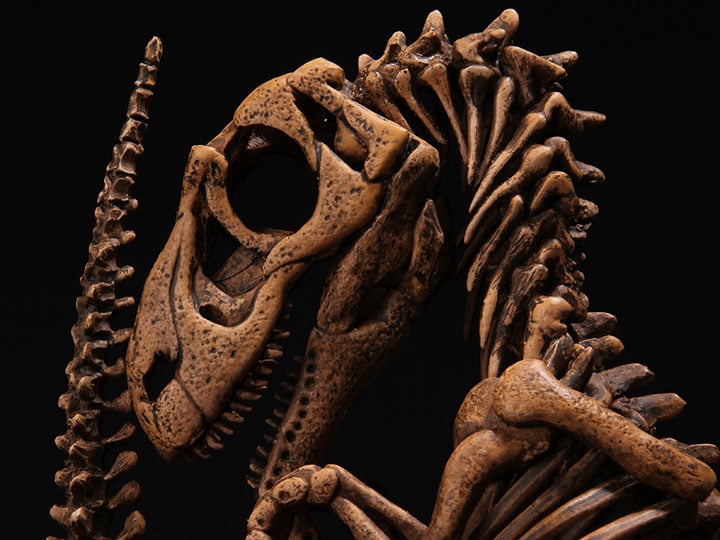 Lourinhanosaurus antunesi Embryonic Skeleton "Bony Bonnie" 1/1 Scale Limited Edition Replica Gallery Image 1
