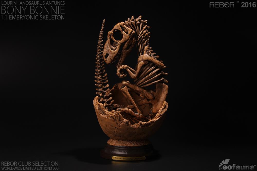 Lourinhanosaurus antunesi Embryonic Skeleton "Bony Bonnie" 1/1 Scale Limited Edition Replica Gallery Image 5