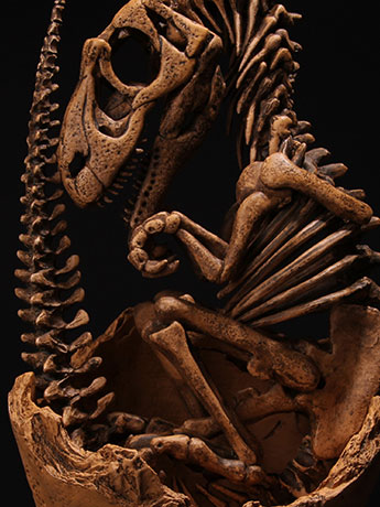 Lourinhanosaurus antunesi Embryonic Skeleton "Bony Bonnie" 1/1 Scale Limited Edition Replica Gallery Image 2