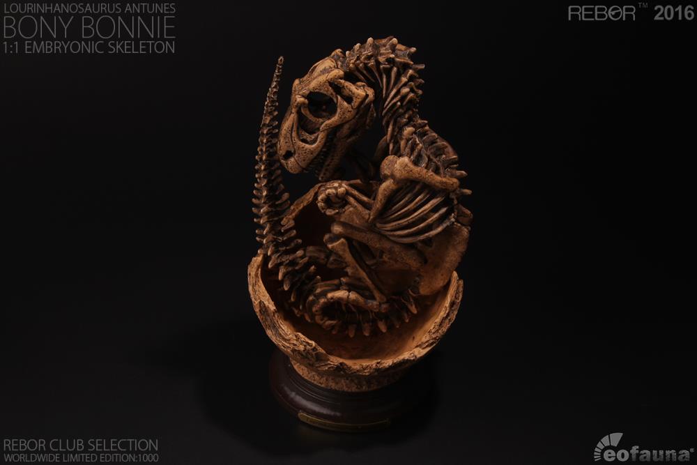 Lourinhanosaurus antunesi Embryonic Skeleton "Bony Bonnie" 1/1 Scale Limited Edition Replica Gallery Image 4