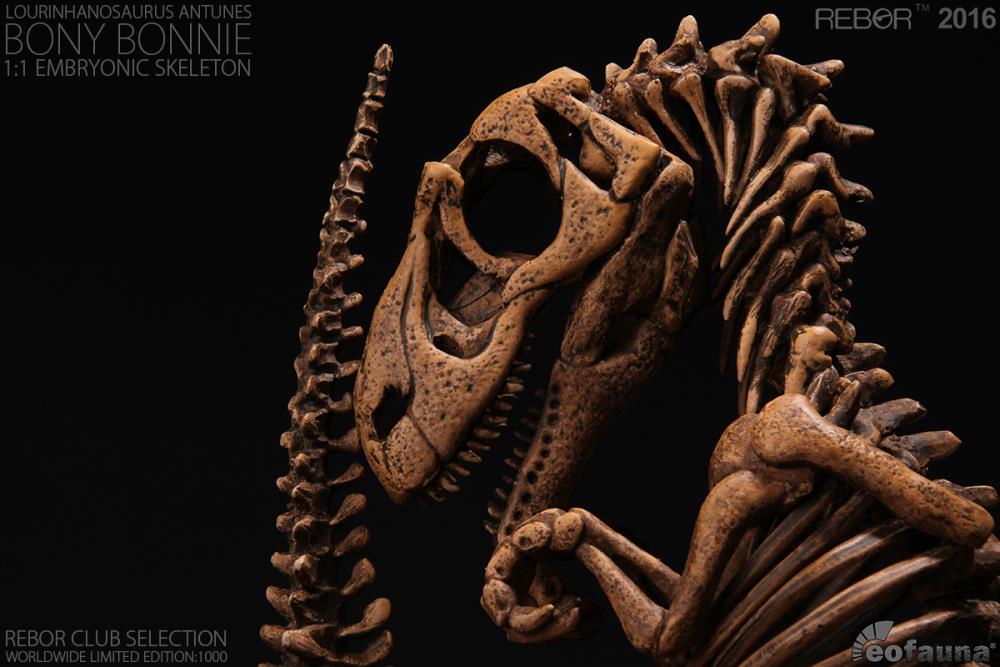 Lourinhanosaurus antunesi Embryonic Skeleton "Bony Bonnie" 1/1 Scale Limited Edition Replica Gallery Image 3