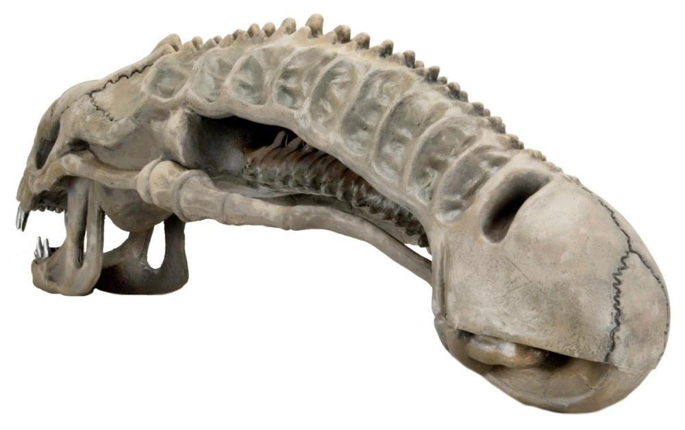 Aliens Foam Prop Replica - 36" Alien Skull Gallery Image 4