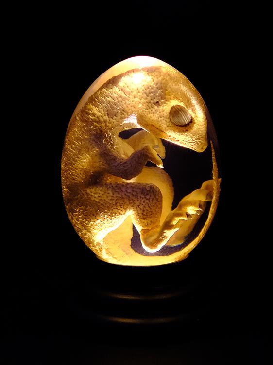 Oddities Genetically Modified Chickenosaurus Embryo Replica Gallery Image 5