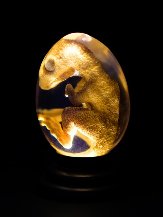 Oddities Genetically Modified Chickenosaurus Embryo Replica Gallery Image 6