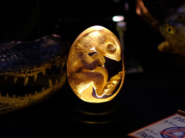 Oddities Genetically Modified Chickenosaurus Embryo Replica Gallery Image 1