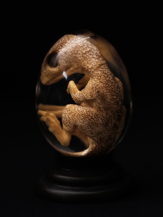 Oddities Genetically Modified Chickenosaurus Embryo Replica Gallery Image 4