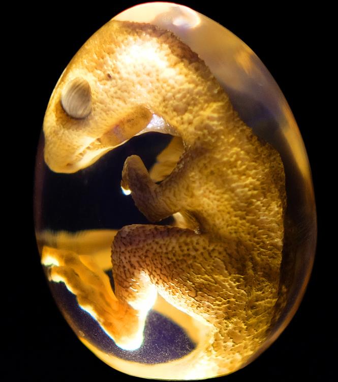 Oddities Genetically Modified Chickenosaurus Embryo Replica Gallery Image 7