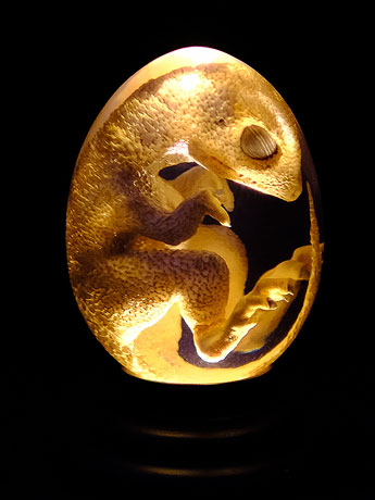 Oddities Genetically Modified Chickenosaurus Embryo Replica Gallery Image 2