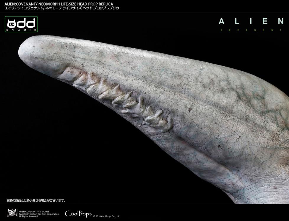 Alien: Covenant Neomorph Life-Size Head Prop Replica Gallery Image 15