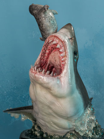 The Great White Shark (Carcharodon carcharias) Museum Series Statue Gallery Image 2