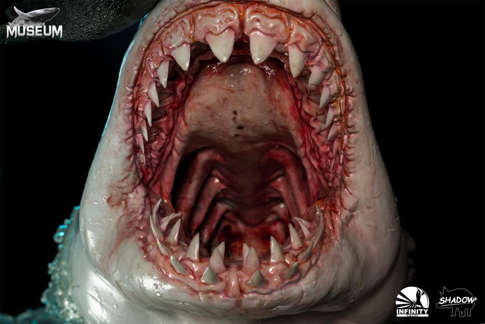 The Great White Shark (Carcharodon carcharias) Museum Series Statue Gallery Image 9
