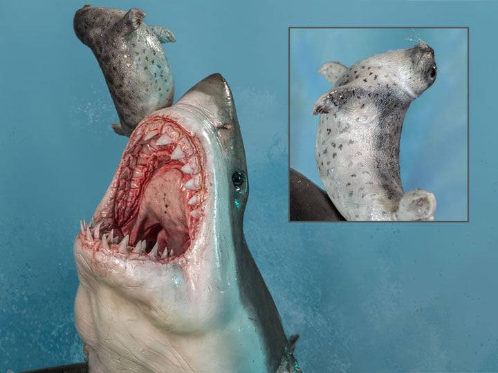 The Great White Shark (Carcharodon carcharias) Museum Series Statue Gallery Image 1