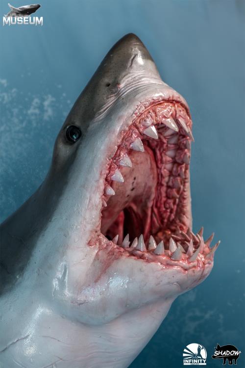 The Great White Shark (Carcharodon carcharias) Museum Series Statue Gallery Image 8