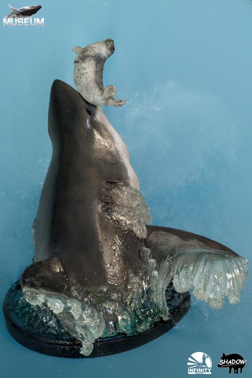 The Great White Shark (Carcharodon carcharias) Museum Series Statue Gallery Image 5