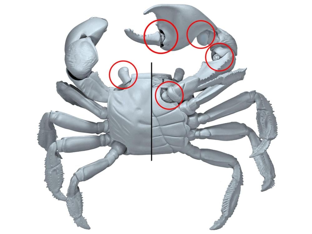 Revoltech RevoGeo Chiromantes haematocheir (Red-Clawed Crab) Gallery Image 12