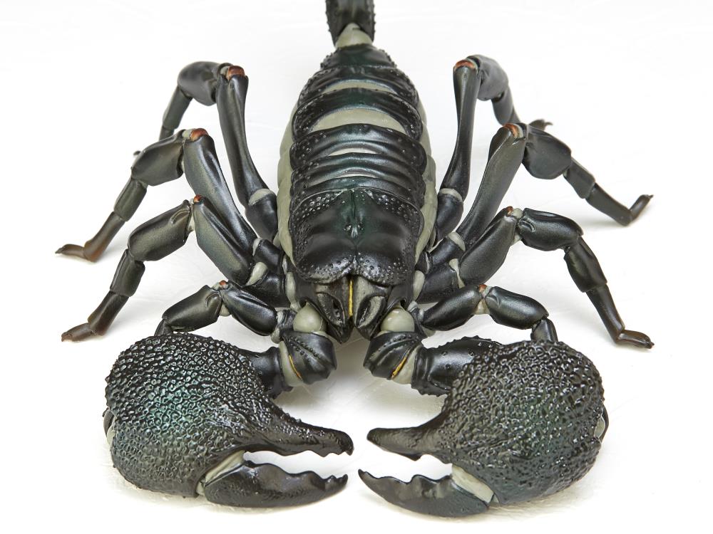 Revoltech RevoGeo Pandinus Imperator (Emperor Scorpion) Gallery Image 11
