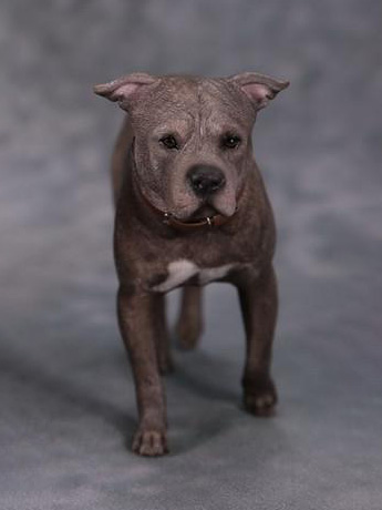 American Staffordshire Terrier Dog A001 (Standing) 1/6 Scale Figure Gallery Image 2