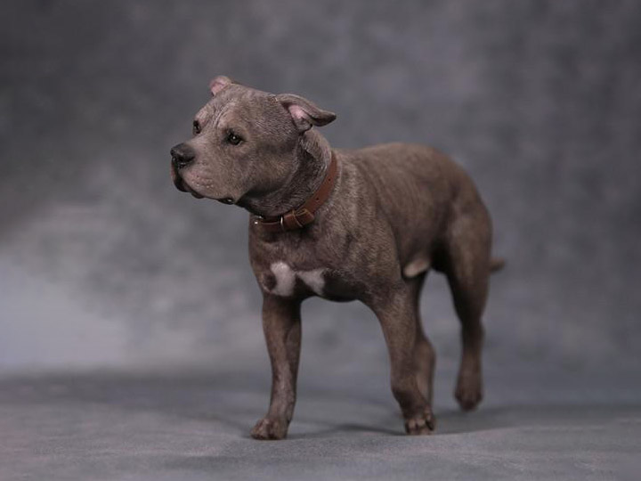 American Staffordshire Terrier Dog A001 (Standing) 1/6 Scale Figure Gallery Image 1