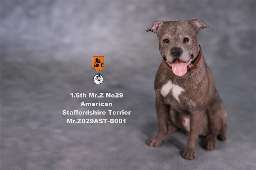 American Staffordshire Terrier Dog B001 (Sitting) 1/6 Scale Figure Gallery Image 3