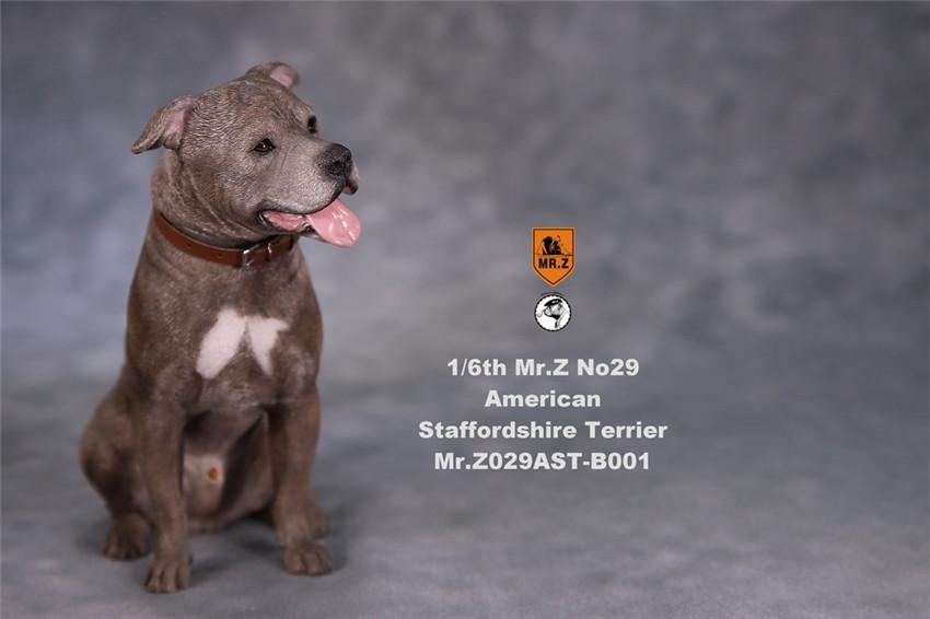 American Staffordshire Terrier Dog B001 (Sitting) 1/6 Scale Figure Gallery Image 4