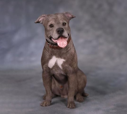 American Staffordshire Terrier Dog B001 (Sitting) 1/6 Scale Figure Gallery Image 5