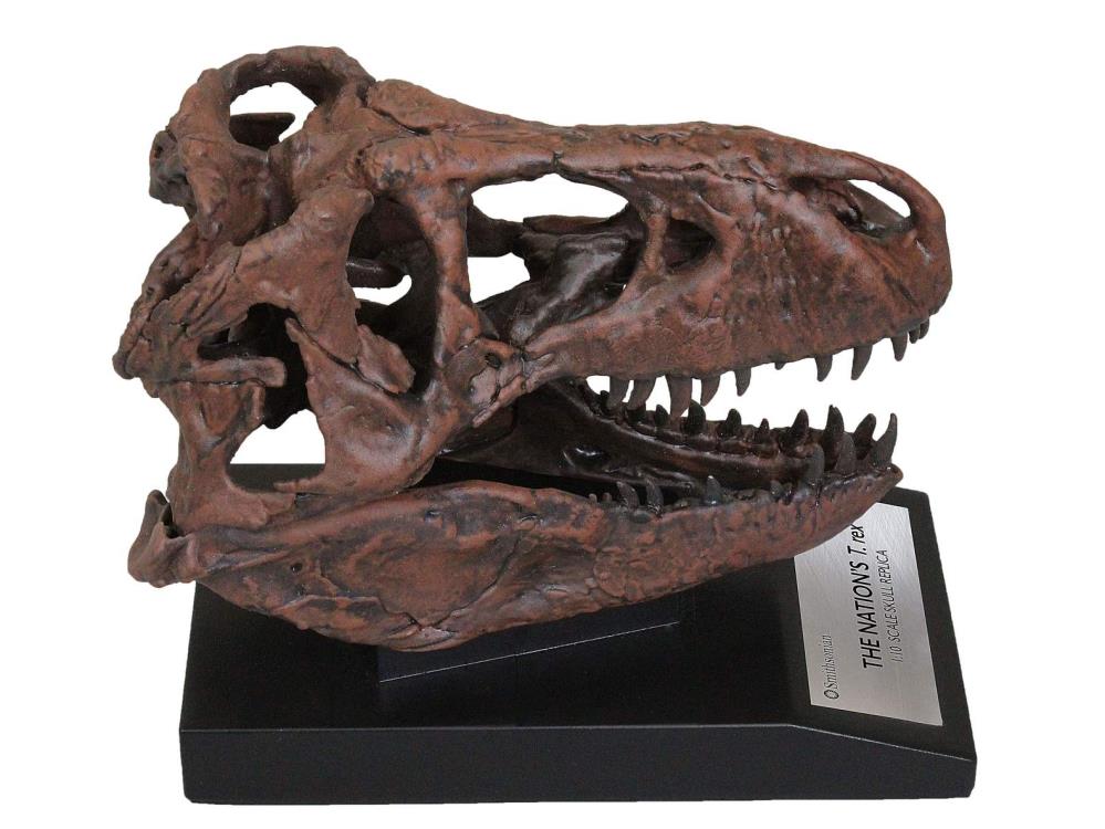 Smithsonian T. rex Skull 1/10 Scale Replica Gallery Image 4