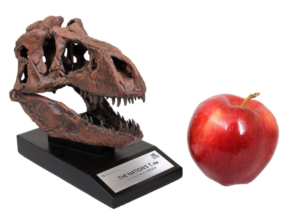 Smithsonian T. rex Skull 1/10 Scale Replica Gallery Image 8