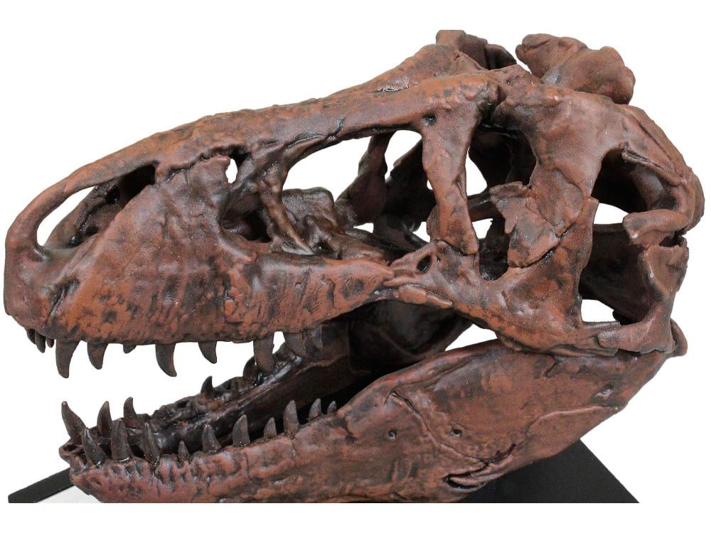 Smithsonian T. rex Skull 1/10 Scale Replica Gallery Image 5