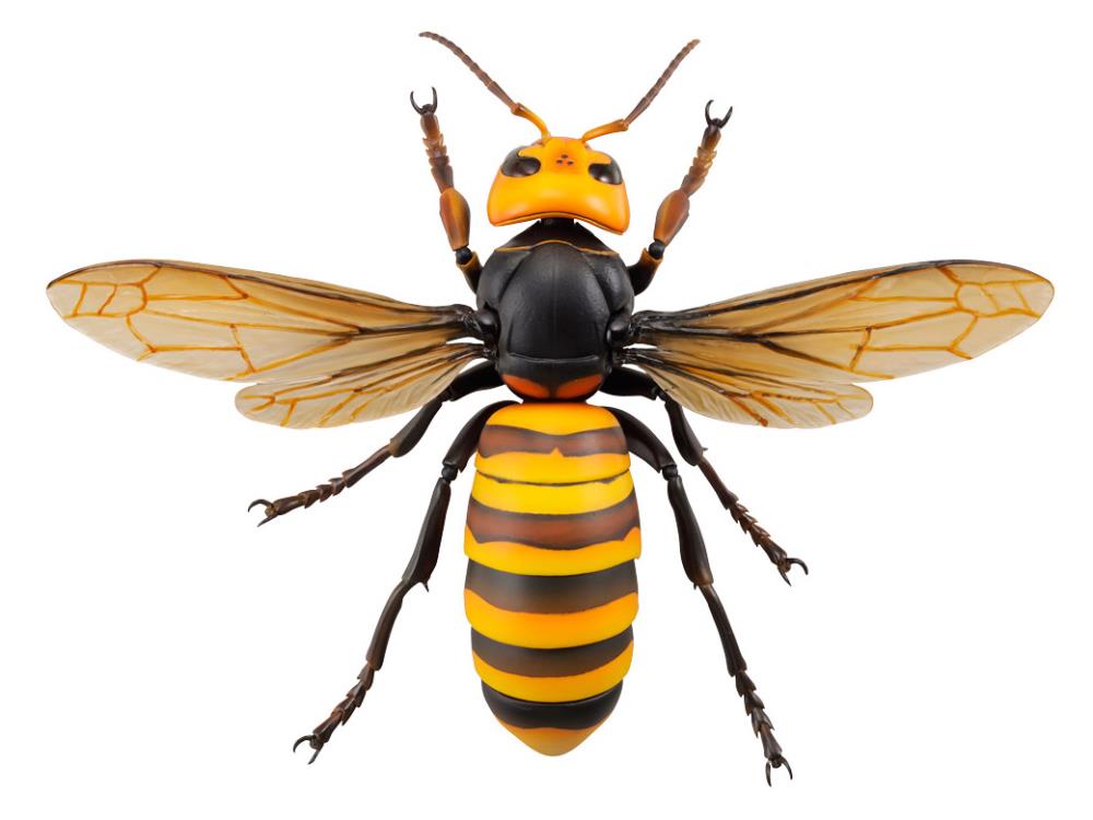 Revoltech RevoGeo Vespa Mandarinia (Asian Giant Hornet) Gallery Image 5