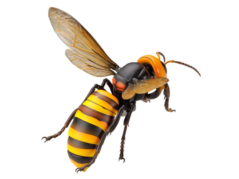 Revoltech RevoGeo Vespa Mandarinia (Asian Giant Hornet) Gallery Image 13