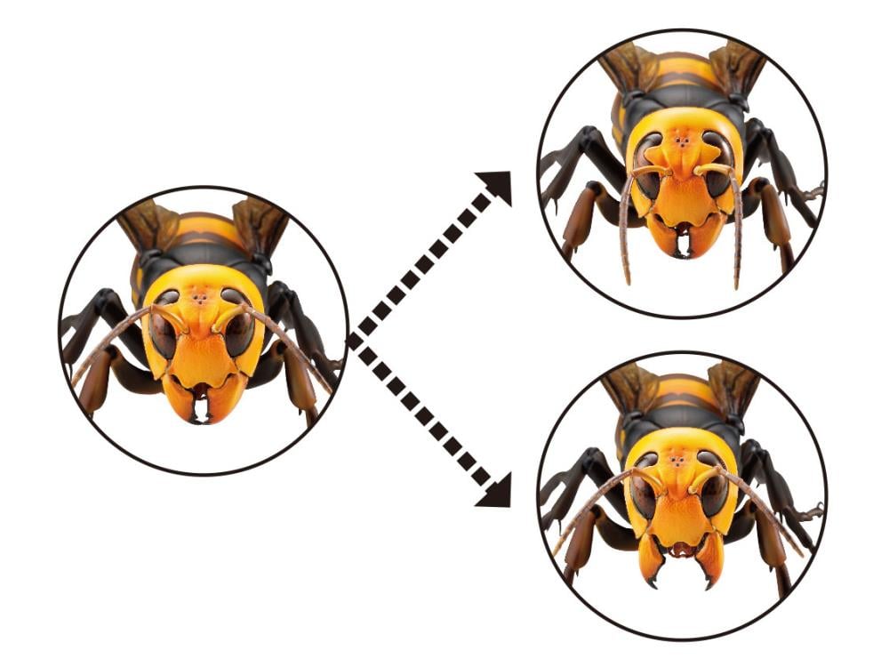 Revoltech RevoGeo Vespa Mandarinia (Asian Giant Hornet) Gallery Image 18