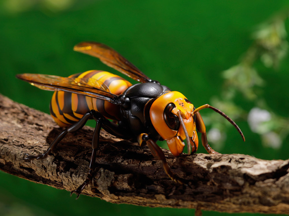 Revoltech RevoGeo Vespa Mandarinia (Asian Giant Hornet) Gallery Image 19