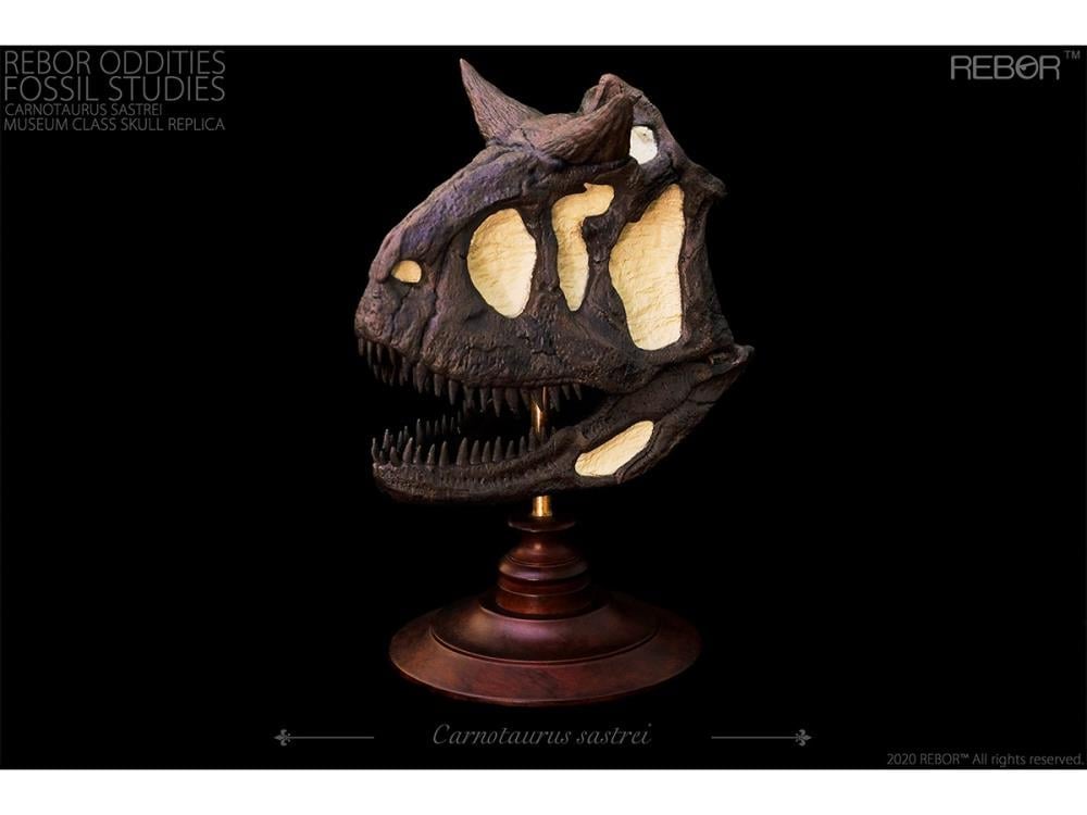 Rebor Oddities Fossil Studies Carnotaurus Sastrei Museum Class Skull Replica Gallery Image 3