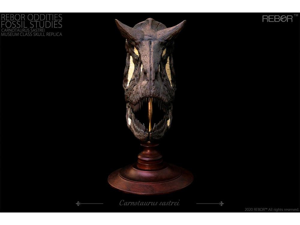 Rebor Oddities Fossil Studies Carnotaurus Sastrei Museum Class Skull Replica Gallery Image 4