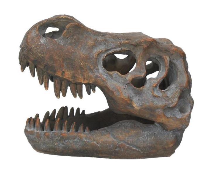 Tyrannosaurus Rex Skull Figurine Gallery Image 4