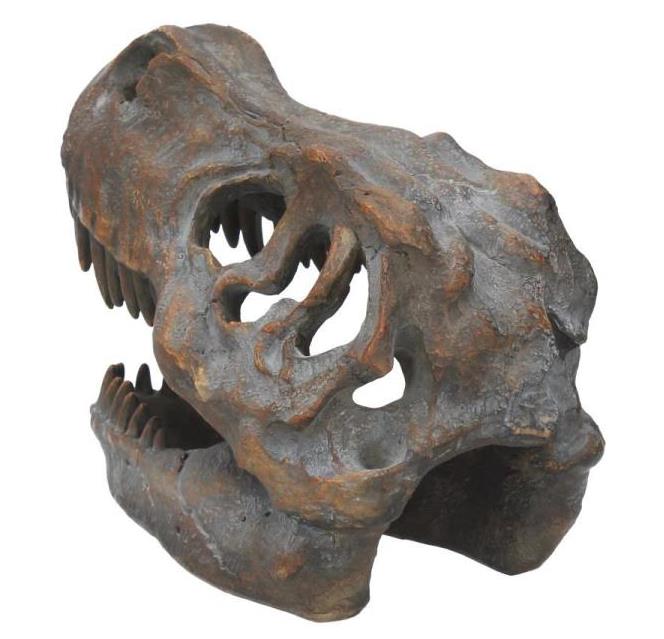 Tyrannosaurus Rex Skull Figurine Gallery Image 6