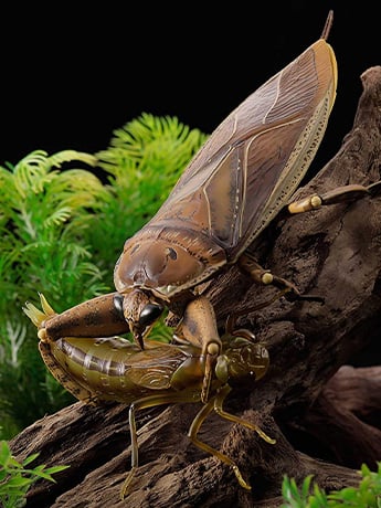 Revoltech RevoGeo Lethocerus deyrollei (Giant Water Bug) Gallery Image 2